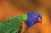 Turton, Michelle: Swainson lorikeet, photograph, 29.5 x 42 cms. Presented by the artist as part of the Heritage Lottery Fund's Darwin 200 celebrations.