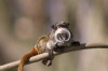 Turton, Michelle: Emperor tamarin, Newquay Zoo, photograph, 30.5 x 42 cms. Presented by the artist as part of the Heritage Lottery Fund's Darwin 200 celebrations.