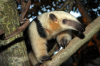 Turton, Michelle: Tamandua anteater, Newquay zoo, photograph, 30 x 42 cms. Presented by the artist as part of the Heritage Lottery Fund's Darwin 200 celebrations.