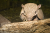 Turton, Michelle: Armadillo, Newquay Zoo, photograph, 21.5 x 30 cms. Presented by the artist as part of the Heritage Lottery Fund's Darwin 200 celebrations.