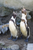 Turton, Michelle: Penguins calling, Newquay Zoo, photograph, 29.5 x 21 cms. Presented by the artist as part of the Heritage Lottery Fund's Darwin 200 celebrations.