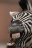 Parkinson, Mark: Zebra, Newquay Zoo, photograph, 42 x 30.5 cms. Presented by the artist as part of the Heritage Lottery Fund's Darwin 200 celebrations.