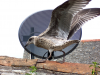 Howells, Philip (1922-2016): St Gull - Patron Saint of Falmouth, photograph, 21.5 x 32.5 cms. Presented by the artist as part of the Heritage Lottery Fund's Darwin 200 celebrations.