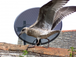 Howells, Philip (1922-2016): St Gull - Patron Saint of Falmouth, photograph, 21.5 x 32.5 cms. Presented by the artist as part of the Heritage Lottery Fund's Darwin 200 celebrations.