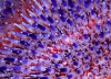 Webster, Mark (born 1955): Common spiny sea urchin, Falmouth, photograph, 40.3 x 56.6 cms. Presented by the artist as part of the Heritage Lottery Fund's Darwin 200 celebrations.