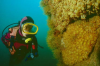 Webster, Mark (born 1955): Diver, Susanna Webster, with jewel anemones, Raglans Reef, Manacles, Falmouth Bay, photograph, 32 x 47 cms. Presented by the artist as part of the Heritage Lottery Fund's Darwin 200 celebrations.