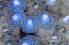 Webster, Mark (born 1955): Common starfish, photograph, 31 x 47 cms. Presented by the artist as part of the Heritage Lottery Fund's Darwin 200 celebrations.