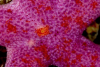 Webster, Mark (born 1955): Blood Henry starfish, Pendennis Point, Falmouth Bay, photograph, 32 x 47 cms. Presented by the artist as part of the Heritage Lottery Fund's Darwin 200 celebrations.