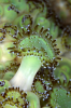 Webster, Mark (born 1955): Jewel anemones, Raglans Reef, Manacles, Falmouth Bay, photograph, 42 x 56.5 cms. Presented by the artist as part of the Heritage Lottery Fund's Darwin 200 celebrations.