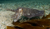 Webster, Mark (born 1955): Cuttlefish, Falmouth, photograph, 31 x 46.2 cms. Presented by the artist as part of the Heritage Lottery Fund's Darwin 200 celebrations.