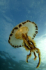 Webster, Mark (born 1955): Compass jellyfish, photograph, 42 x 56.5 cms. Presented by the artist as part of the Heritage Lottery Fund's Darwin 200 celebrations.