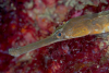 Webster, Mark (born 1955): Greater pipefish, photograph, 42 x 56.5 cms. Presented by the artist as part of the Heritage Lottery Fund's Darwin 200 celebrations.