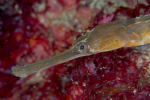 Webster, Mark (born 1955): Greater pipefish, photograph, 42 x 56.5 cms. Presented by the artist as part of the Heritage Lottery Fund's Darwin 200 celebrations.