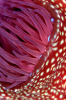 Webster, Mark (born 1955): Strawberry anemone, Porthkerris Cove, Lizard, photograph, 42 x 56.5 cms. Presented by the artist as part of the Heritage Lottery Fund's Darwin 200 celebrations.