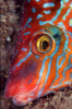 Webster, Mark (born 1955): Corkwing wrasse, Porthkerris Cove, Lizard, photograph, 42 x 56.5 cms. Presented by the artist as part of the Heritage Lottery Fund's Darwin 200 celebrations.