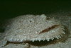 Webster, Mark (born 1955): Monkfish, photograph, 42 x 56.5 cms. Presented by the artist as part of the Heritage Lottery Fund's Darwin 200 celebrations.