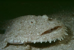 Webster, Mark (born 1955): Monkfish, photograph, 42 x 56.5 cms. Presented by the artist as part of the Heritage Lottery Fund's Darwin 200 celebrations.