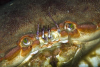 Webster, Mark (born 1955): Common edible crab, Pendennis Point, Falmouth Bay, photograph, 42 x 56.5 cms. Presented by the artist as part of the Heritage Lottery Fund's Darwin 200 celebrations.
