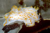 Webster, Mark (born 1955): Sea Slug, Minack Reef, Porthcurno Bay, photograph, 47 x 31.5 cms. Presented by the artist as part of the Heritage Lottery Fund's Darwin 200 celebrations.