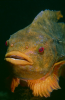 Webster, Mark (born 1955): Lumpsucker, Cornwall, photograph, 56 x 40.5 cms. Presented by the artist as part of the Heritage Lottery Fund's Darwin 200 celebrations.