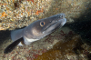 Webster, Mark (born 1955): Conger eel, Porthcurno, Cornwall, photograph, 31 x 46 cms. Presented by the artist as part of the Heritage Lottery Fund's Darwin 200 celebrations.