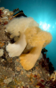 Webster, Mark (born 1955): Plumose anemones, Logan's Gully, Porthcurno, Cornwall, photograph, 46 x 30.5 cms. Presented by the artist as part of the Heritage Lottery Fund's Darwin 200 celebrations.