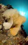 Webster, Mark (born 1955): Plumose anemones, Logan's Gully, Porthcurno, Cornwall, photograph, 46 x 30.5 cms. Presented by the artist as part of the Heritage Lottery Fund's Darwin 200 celebrations.