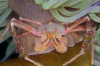 Webster, Mark (born 1955): Spider crab living on snakelocks anemone, Pendennis Point, Falmouth Bay, photograph, 30.5 x 46.5 cms. Presented by the artist as part of the Heritage Lottery Fund's Darwin 200 celebrations.