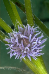 Webster, Mark (born 1955): Snakelocks anemone on eel grass, Helford River, Cornwall, photograph, 47 x 32 cms. Presented by the artist as part of the Heritage Lottery Fund's Darwin 200 celebrations.