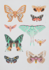 Lee, Sara C,: Moths, signed, coloured pencil, 30 x 21 cms. Commissioned with funding from the Heritage Lottery Fund as part of the Darwin 200 celebrations.