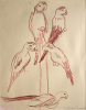 Thomas, Martina (1924-1995): Study for 'Parrots at Birdworld', signed, ink on paper, 35 x 28.5 cms. Presented by Eric James Mellon NDD Hon Fellow CPA.