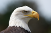 Hales, Alison: Bald eagle 'Archie' at Paradise Park, Cornwall, photograph. Presented by the artist as part of the Heritage Lottery Fund's Darwin 200 celebrations.