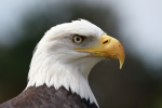 Hales, Alison: Bald eagle 'Archie' at Paradise Park, Cornwall, photograph. Presented by the artist as part of the Heritage Lottery Fund's Darwin 200 celebrations.