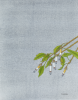 Cooper, Dave: Ash tree, signed and dated 2009, acrylic, 41 x 30.5. Presented by the artist as part of the Heritage Lottery Fund's Darwin 200 celebrations.
