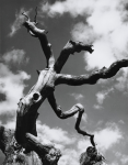 Chipman, Ian (1916-2005): Dead tree, 1949, dated 1949, photograph, 38.5 x 30.5 cms.
