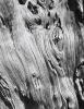 Chipman, Ian (1916-2005): Tree, 1949, photograph, 38 x 30 cms.