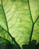 Chipman, Ian (1916-2005): Gunnera plant, Cornwall, about 1987, cibachrome photograph, 51 x 40.5 cms.