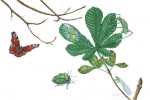 Taylor, Alan (1960-2020): Horsechestnut habitat 2, signed, gouache, 26 x 38 cms. Presented by the artist.