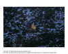 Rowbotham, Alex: Last Light, photograph, 25.4 x 30.4 cms.