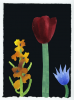 Johnson, Nerys Ann (1942-2001): Maroon tulip with apricot hyacinth and blue clematis, 28 May 2001, gouache, 20 x 15 cms. Purchased from the Nerys Johnson Trust.