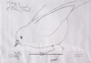 Exworth, Ray (1930-2015): Female just landing to take food, pencil on an envelope, 16.5 x 24 cms. Presented by the artist.