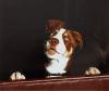 Bevan, Alison (born 1965): Fergal - Canen Teenage Kicks, photograph, 28 x 29.8 cms.