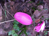 Fagin, Anthony (born 1938): Magnolia Petal - Trebah Garden, photograph, 29.7 x 42 cms. Presented by Fagin, Anthony.