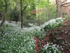 Fagin, Anthony (born 1938): Wild garlic - West Pentire, photograph, 29.7 x 42 cms. Presented by Fagin, Anthony.