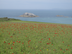 Fagin, Anthony (born 1938): Poppyfield - West Pentire, photograph, 29.7 x 42 cms. Presented by Fagin, Anthony.