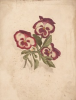 Tuke, Henry Scott, RA RWS (1858-1929): Pansies, 1872, signed, inscribed Midsummer Nights Dream Act11 Sc11 'It falls upon a little western flower before milk white; now purple with love's wound and maidens call it, watercolour, 23 x 17.8 cms. RCPS Tuke Collection. Loan.