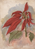 Tuke, Henry Scott, RA RWS (1858-1929): Flowers from Nature, signed and dated January 1878, inscribed on reverse Flowers from Nature Subject for January 1878, watercolour, 25.5 x 18 cms. RCPS Tuke Collection. Loan.