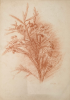 Hemy, Charles Napier RA RWS (1841-1917): Pine tree study, signed and dated 1878, inscribed January 1878 C.N.H, Pencil on paper, 35.5 x 25.2 cms. Presented by Quinn, Priscilla.